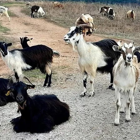 Terra Corsa Duplex T2