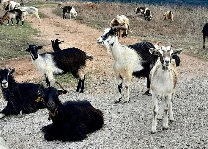 Terra Corsa Duplex T2